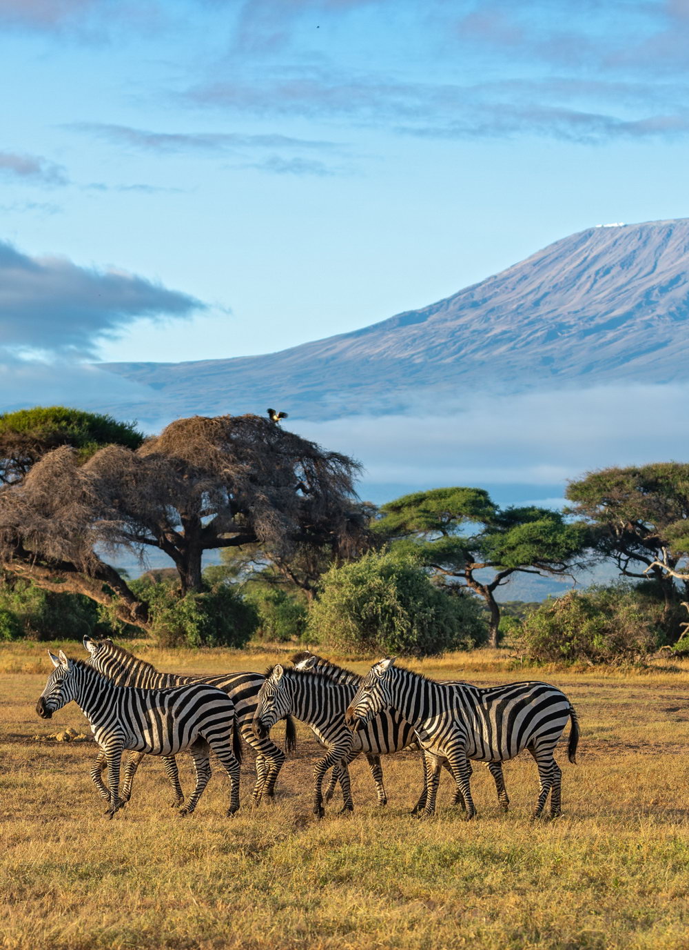 Telefy eSIM in Kenya
